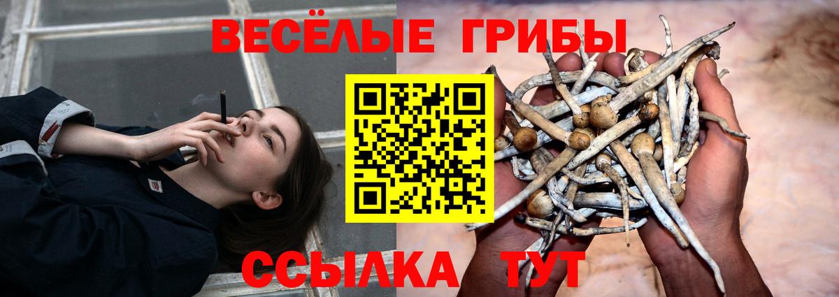 Ставрополь  Галлюциногенные грибы Cubensis  Вход с VPN 